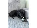 Adopt Hulk a Shepherd, Border Collie