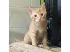 Adopt Loco a Domestic Short Hair
