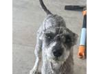 Adopt CASH a Schnauzer