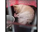 Adopt PUFF DA POM a Pomeranian