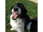 Adopt TRAVIS TRITT a Collie