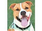 Adopt Celtuce a Pit Bull Terrier, Mixed Breed