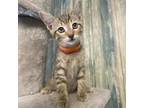 Adopt Hawthorne a Domestic Short Hair