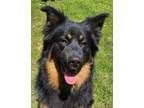 Adopt 0657 Leo a Australian Shepherd, German Shepherd Dog