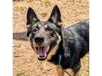 Adopt Luther a German Shepherd Dog, Mixed Breed