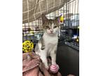 Adopt Weston a Domestic Short Hair