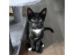 Adopt Duo a Domestic Short Hair