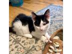 Adopt Zebra Cake a Domestic Short Hair