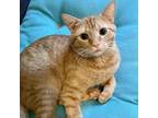 Adopt Daemon a Domestic Short Hair