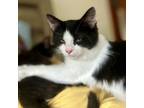 Adopt Swiss Roll a Domestic Medium Hair