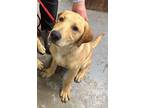 Adopt Uncle Buck a Labrador Retriever