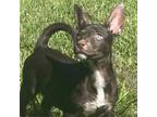 Adopt Kobe a Mixed Breed