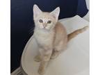 Adopt Peaches a Domestic Short Hair