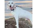 Adopt Sammy* a Labrador Retriever, English Setter