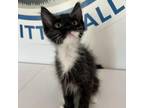 Adopt Tsunami a Domestic Short Hair
