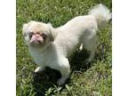 Adopt Frosty a Pekingese