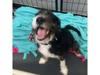 Adopt Kai a Wirehaired Terrier