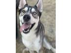 Adopt Valko (fka Nieko) a Siberian Husky