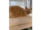 Adopt Rebel (Pluto) a Domestic Short Hair