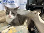 Adopt Jake (Ringo) a Domestic Short Hair