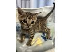 Adopt Cheese Bro a Domestic Short Hair