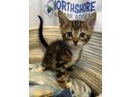 Adopt Dale Junebug Jr. a Domestic Short Hair