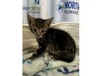 Adopt Ozzy Pawsborn Francis a Domestic Short Hair