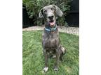 Adopt Duke a Weimaraner