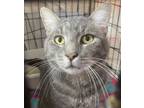 Adopt Catrick Swayze a Domestic Short Hair