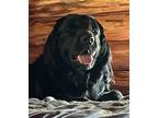 Adopt Tigger a Newfoundland Dog