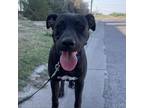 Adopt Bandit a Black Labrador Retriever, Mixed Breed