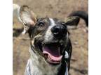 Adopt Lucius a Mixed Breed
