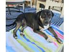 Adopt Evan a Black Labrador Retriever, Shepherd