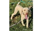 Adopt Alfie a Goldendoodle