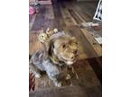 Adopt Mahomes a Shih Tzu, Poodle