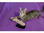 Adopt Perseus a Tabby, Domestic Short Hair