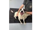 Adopt King a American Staffordshire Terrier