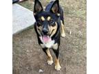 Adopt Gunther a German Shepherd Dog
