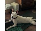 Adopt Buddy Boy a Mixed Breed, Pit Bull Terrier