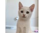 Adopt Albi a Domestic Short Hair