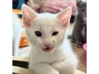 Adopt Hugo a Domestic Short Hair