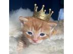 Adopt Cheddar a Domestic Short Hair