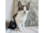 Adopt Apple a Domestic Long Hair
