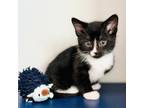 Adopt Tim a Domestic Short Hair