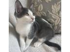 Adopt Tank a Domestic Long Hair