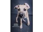 Adopt Ranger a Black Mouth Cur, Mixed Breed