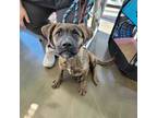 Adopt Tony a Boxer