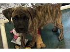 Adopt Charlie a Boxer