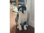 Adopt Zuul a Domestic Short Hair