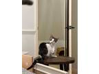 Adopt Mango - (Anh Kitten) a Domestic Short Hair